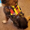 Dimatex Salvatex heisbar hundesele