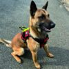Dimatex Salvatex heisbar hundesele