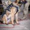 Dimatex Salvatex heisbar hundesele