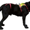 Camp Kronos hundesele