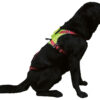 Camp Kronos hundesele