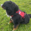 Dimatex Trak hundesele