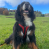Dimatex Trak hundesele