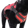 Dimatex Trak hundesele