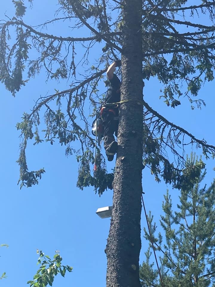 Trepleie og trefelling