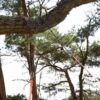Arborist tausag