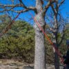 Arborist tausag