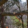 Arborist tausag